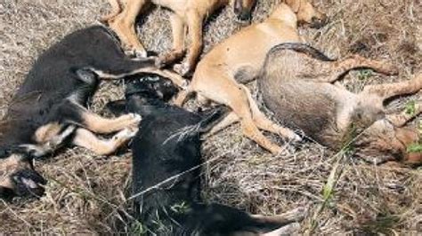 A­n­t­a­l­y­a­­d­a­ ­5­ ­y­a­v­r­u­ ­k­ö­p­e­k­ ­z­e­h­i­r­l­e­n­e­r­e­k­ ­ö­l­d­ü­r­ü­l­d­ü­